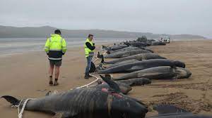 امدادگران در 22 سپتامبر 2022 یک نهنگ پایلوت را در اقیانوس در Macquarie Heads در ساحل غربی تاسمانی رها کردند. - حدود 200 نهنگ پایلوت پس از غرق شدن خود در ساحلی در معرض دید و موج‌سواری در ساحل ناهموار غربی تاسمانی تلف شدند.